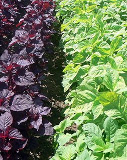 SuperFood: Red and Green Amaranth 